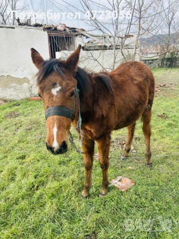 Кобила на 8 месеца, снимка 2 - Коне - 53275394