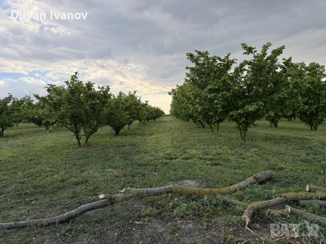 лешници от нашата градина реколта 2026, снимка 3 - Домашни продукти - 55849347
