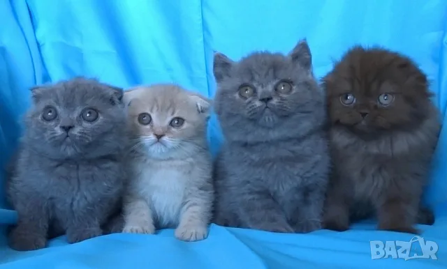 Клепоухи късокосмести котенца
