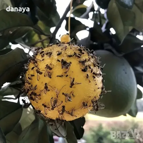 5270 Лепкава топка за мухи капан за насекоми, снимка 5 - Други - 47429758