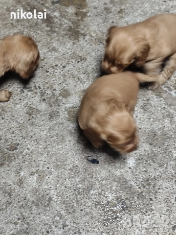 Кокер шпаньол , снимка 3 - Кокер шпаньол - 52754396