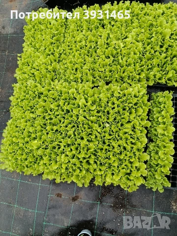 Марули/салати Фънфикс 