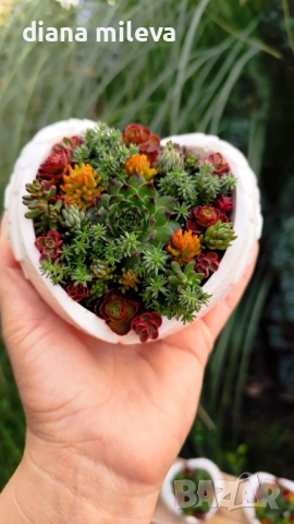 Гипсокерамични крила с формата на сърце и с живи студоустойчиви сукуленти!, снимка 4 - Декорация за дома - 52435989