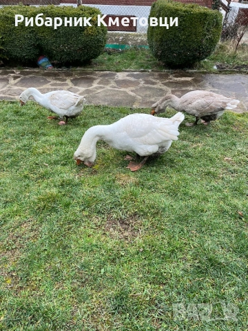 Холмогорски гъски, снимка 3 - Патици и гъски - 53381786