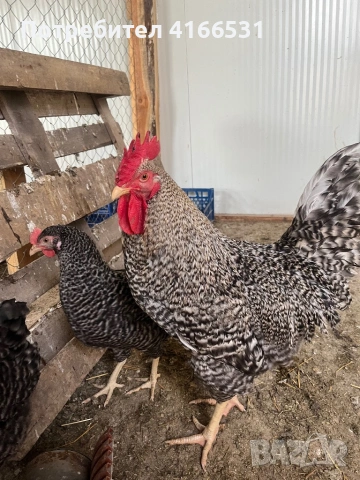 Яйца от Амрок