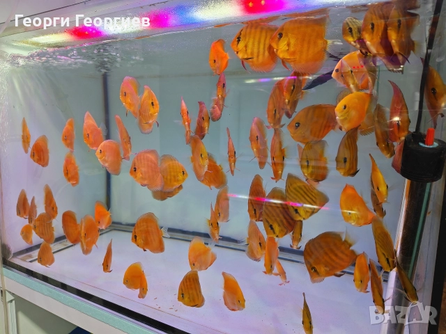 Дискуси, снимка 8 - Рибки - 51439805