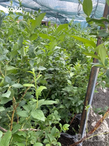 Големи Боровинки