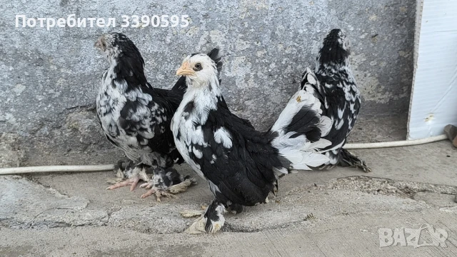 Серами Испенч Бантам Струмски Бантам и Шабо , снимка 2 - други­ - 51348256