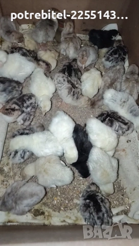 Пуешки яйца-2 Евро броя. , снимка 3 - други­ - 53889875