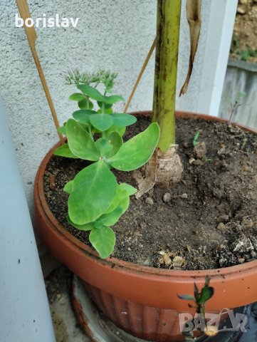 Дебела мара, снимка 2 - Градински цветя и растения - 42277628