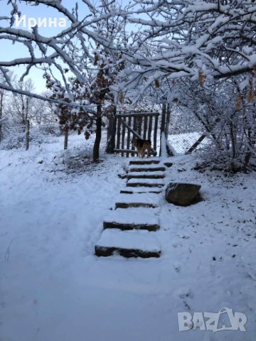 Къща, пчелин и двор с големи дървета, снимка 8 - Парцели - 51394109