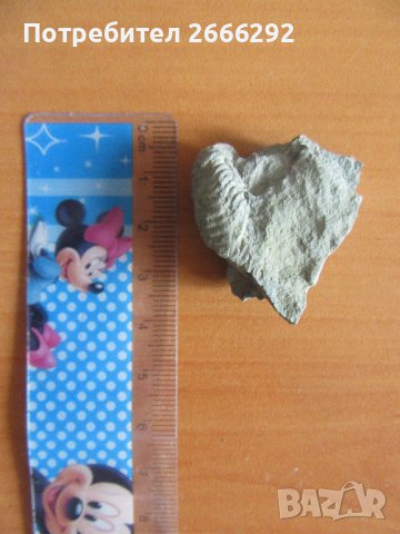 Фосил 2, снимка 2 - Колекции - 42096368