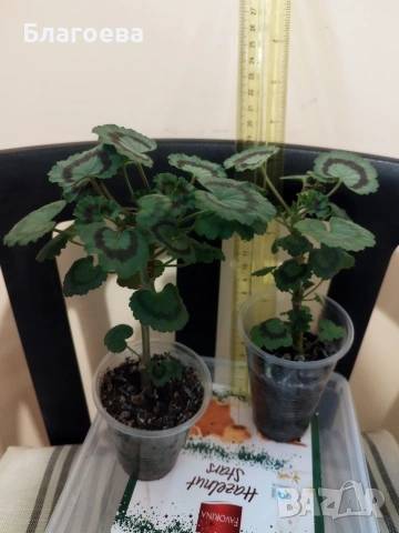 Мушкато сорт Friesdorf red, снимка 3 - Стайни растения - 53755618