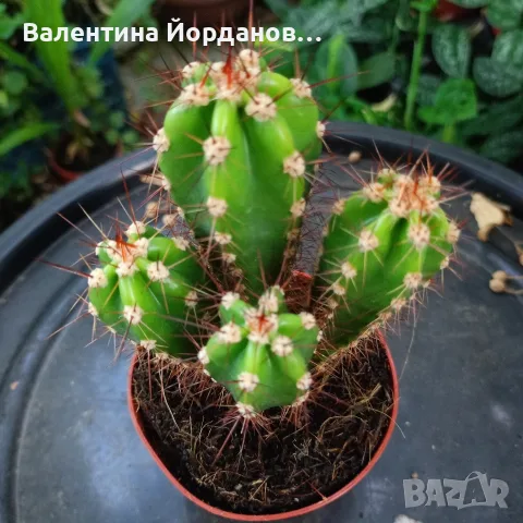 кактус големи растения , снимка 4 - Стайни растения - 56298510