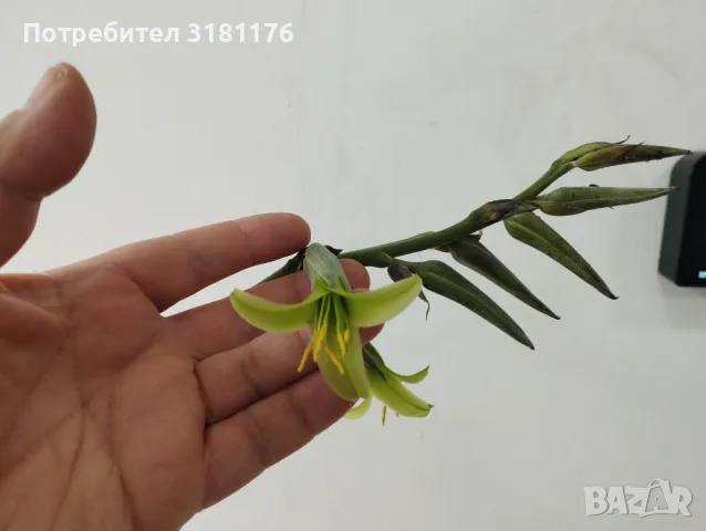 Продавам Пуя Мирабилис, снимка 4 - Стайни растения - 40979038