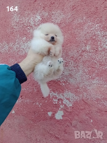 Малък Шпиц - Померан. Момичета. Снимки от 22.12.25 г., снимка 6 - Померан - 52809054