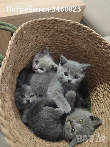 британски късокосмести 