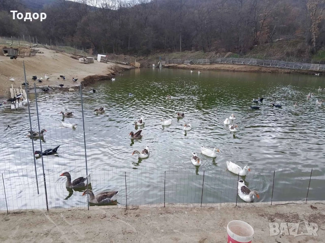 оплодени яйца от гъски 