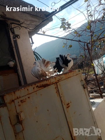 продавам гълъби