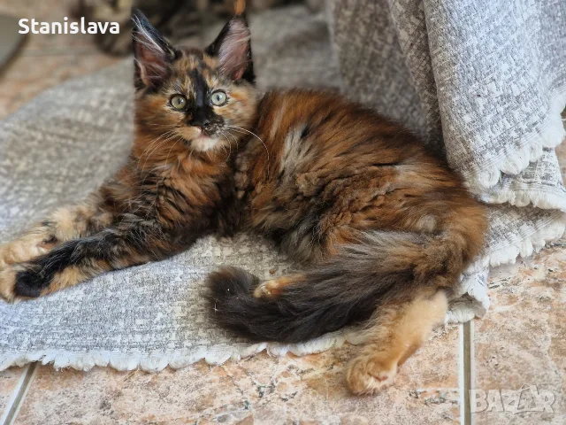 котенца Мейн Куун, снимка 13 - Мейн кун - 55670869
