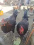 селски петли 6 месеца, снимка 2