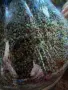 Пчелен прашец от планински район. , снимка 3