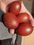   яйца за люпене от син маран, снимка 4
