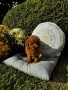 Мини пудел момче и момичета с генетични изследвания / Mini Poodles, снимка 7