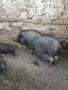Виетнамски прасета, снимка 3