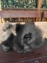 продавам померан , снимка 4