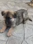 Малки немски овчарски!, снимка 6
