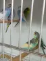 Вълнисти папагали и Корели , снимка 2