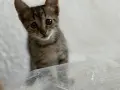 Котенце рпдено през юли, снимка 3