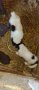 продавам малки каракачанки , снимка 1 - Каракачанска овчарка - 42408550