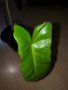 Philodendron Paraiso Verde , снимка 3