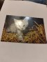 Пощенски картички котки чисти, снимка 12