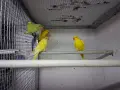 Малки Александри, снимка 6