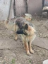 Немска овчарка, снимка 2
