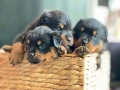 Малки от развъдник Vom house Rilci , снимка 2