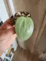 Хоя Latifolia Silver, снимка 1