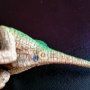 Колекционерска фигурка Schleich Dinosaurs mini Spinosaurus , снимка 9