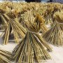 100 Семена от бамбук Moso-Bamboo красиво растение за декорация на вашата градина бамбук мосо бамбо б, снимка 17