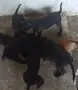 Продавам кученца Кане Корсо, снимка 4