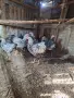 Сребърен виандот, снимка 1