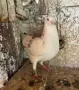 Гълъби пазарджийски , снимка 1