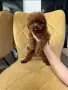 Той пудел Тийкъп пудел, снимка 1