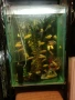 Продавам два аквариума на метална стойка, цихлиди подарък. , снимка 4