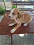 Куче плодхаунд...., снимка 4