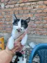 Подарвам котенца, снимка 7