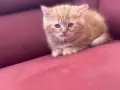 Шотландки котки, снимка 7